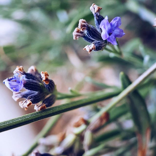 A Valensole les lavande sont coupées mais dans mon jardin, il en reste encore 😊
Par contre je vous préviens, il va m'être difficile d'accueillir toutes les instagrammeuses de France et de Navarre 🙊
#lundifleuri #wearepixter #lavender #macro #photo #picoftheday #valensole #photographer #instaflowers #flower #monday #purple #instamoment #instadaily #summer