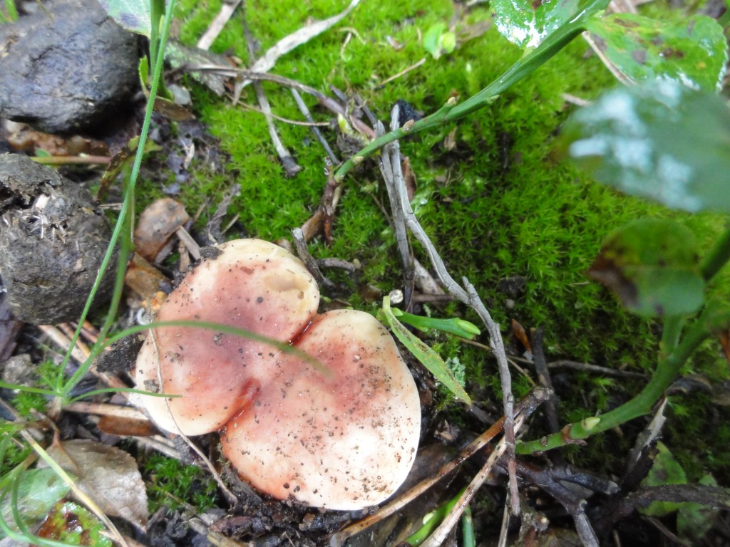 champignons les angles