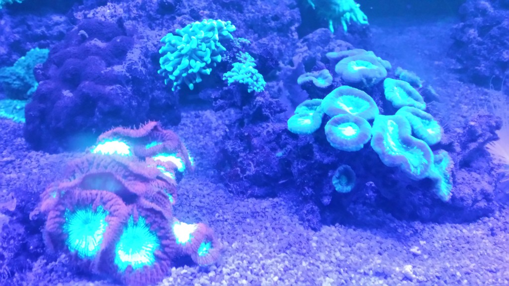 algues aquarium