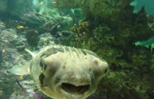 aquarium-de-montpellier