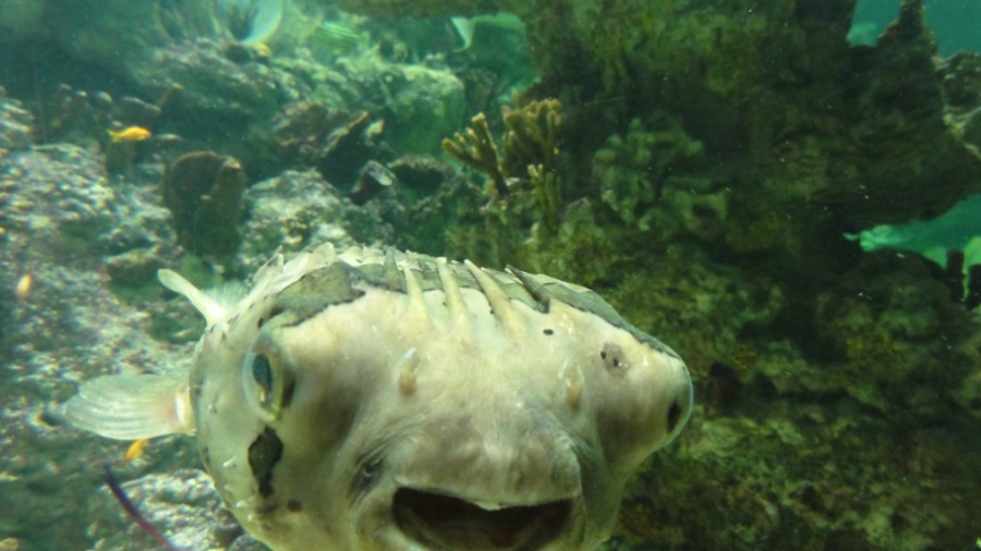 aquarium-de-montpellier