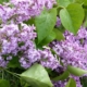 Lilas du jardin