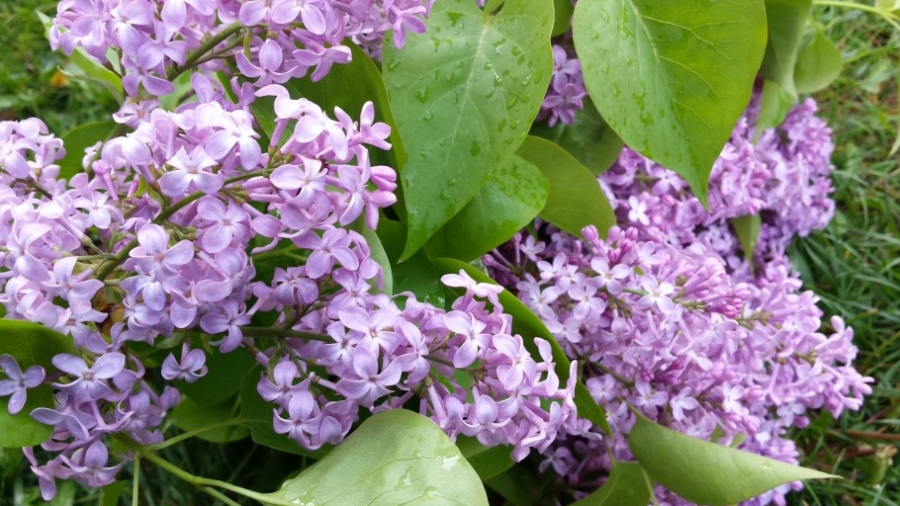 Lilas du jardin