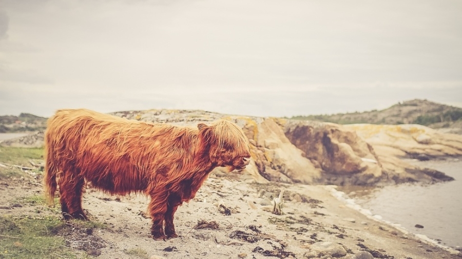 freelances, des vaches à lait ?