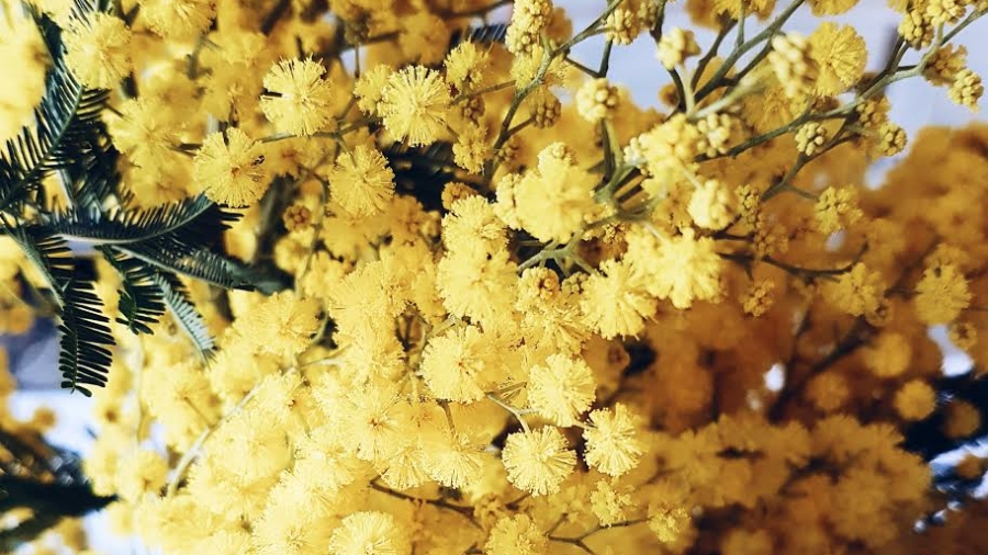 mimosa en fleurs