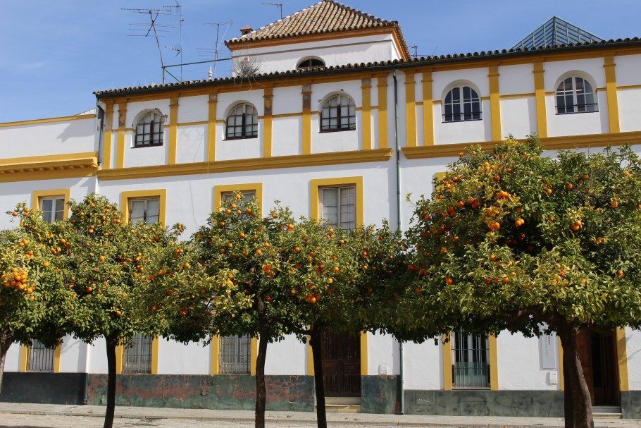 seville orange