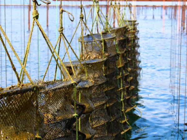 manger des huitres étang de thau