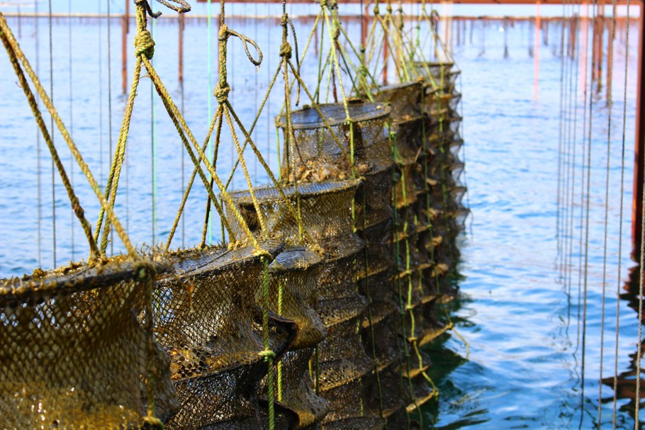 Une journée sur l’étang de Thau à Bouzigues