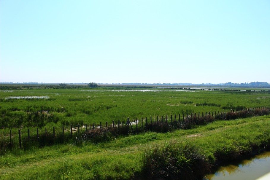 rizieres camargue