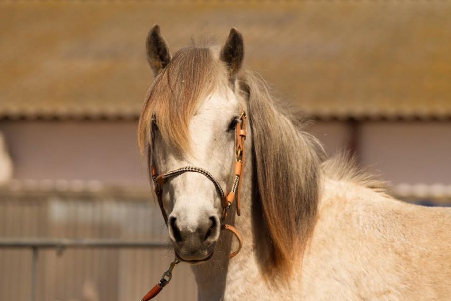 balade à cheval espiguette