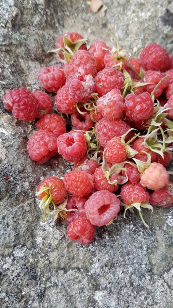 framboises-montagne