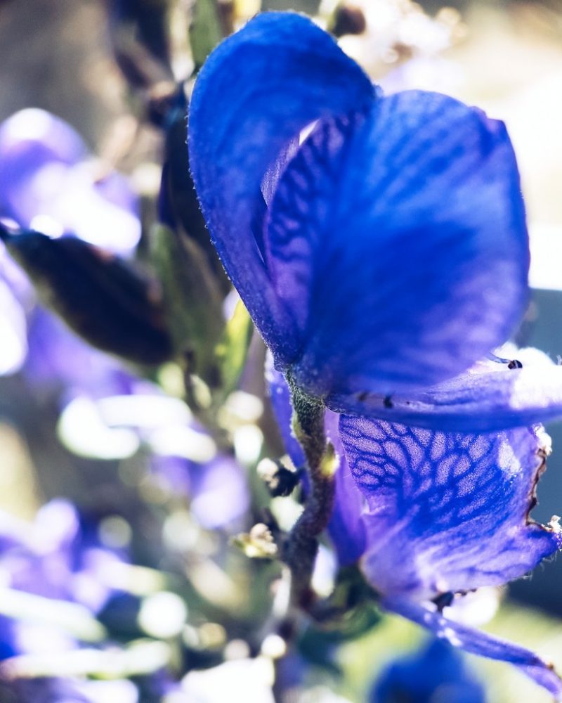 sortie fleurs les Angles