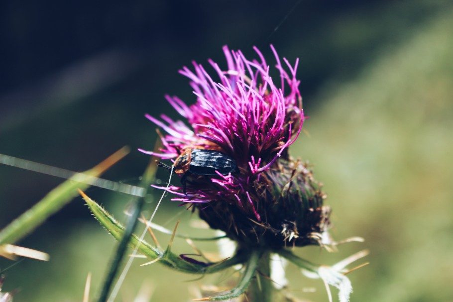 fleurs-montagne