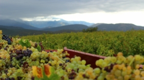 roussillon vendanges