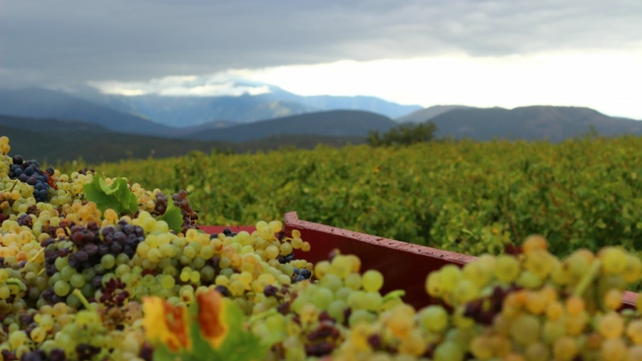 roussillon vendanges