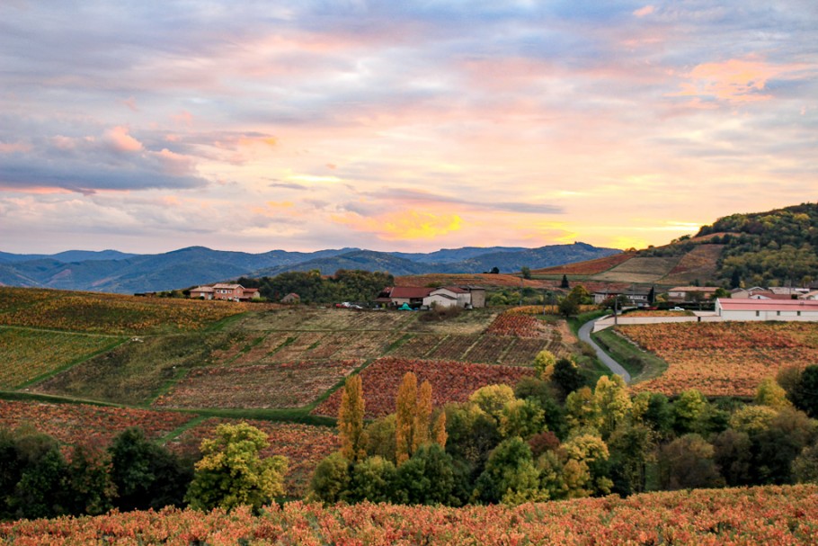 beaujolais-nouveau