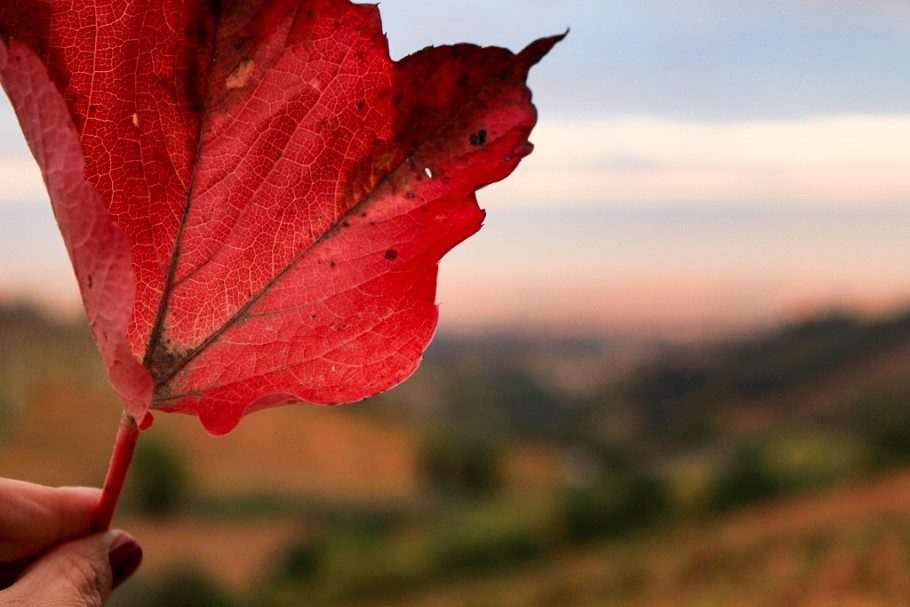 beaujolais-visiter