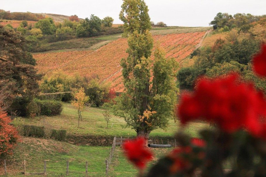 cru-beaujolais