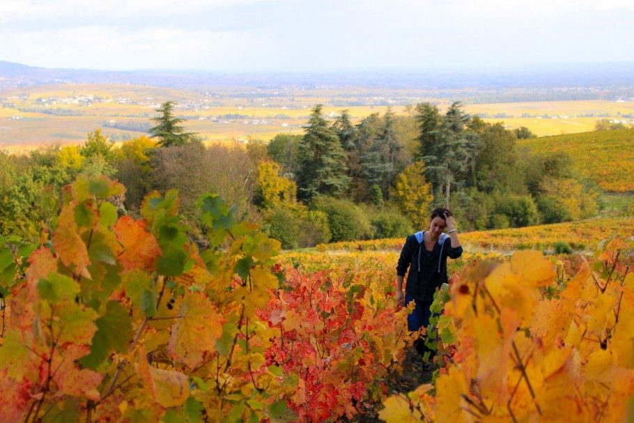 mont-brouilly-beaujolais