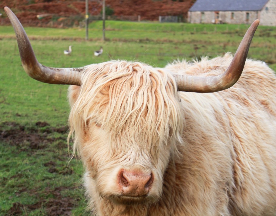 ou voir des vaches écossaisses