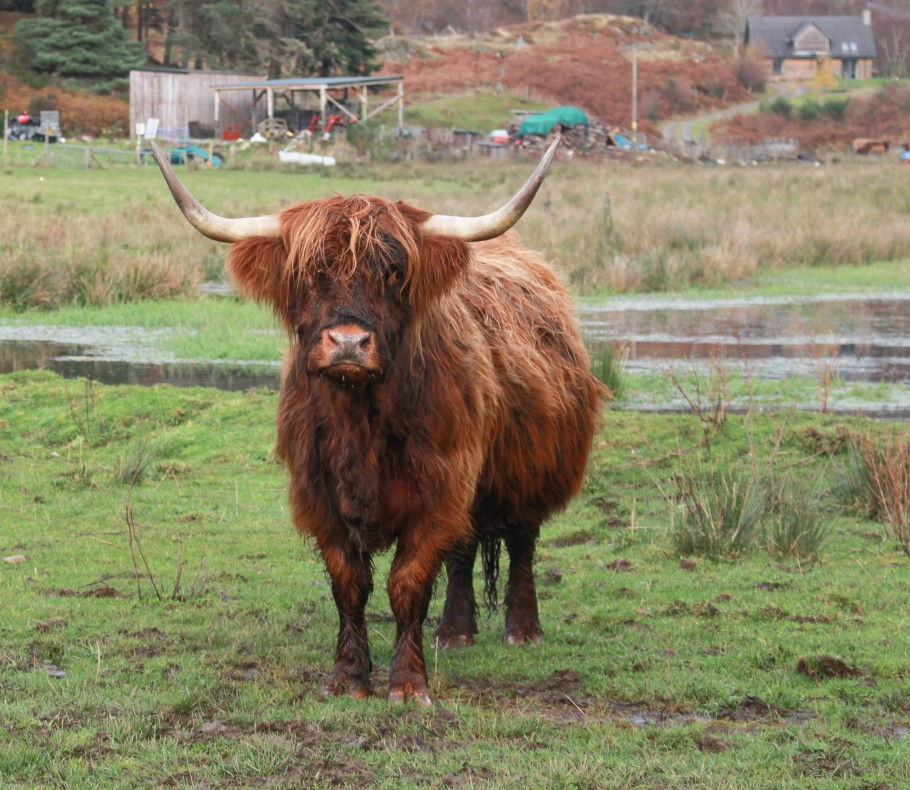 voir des vaches ecossaises