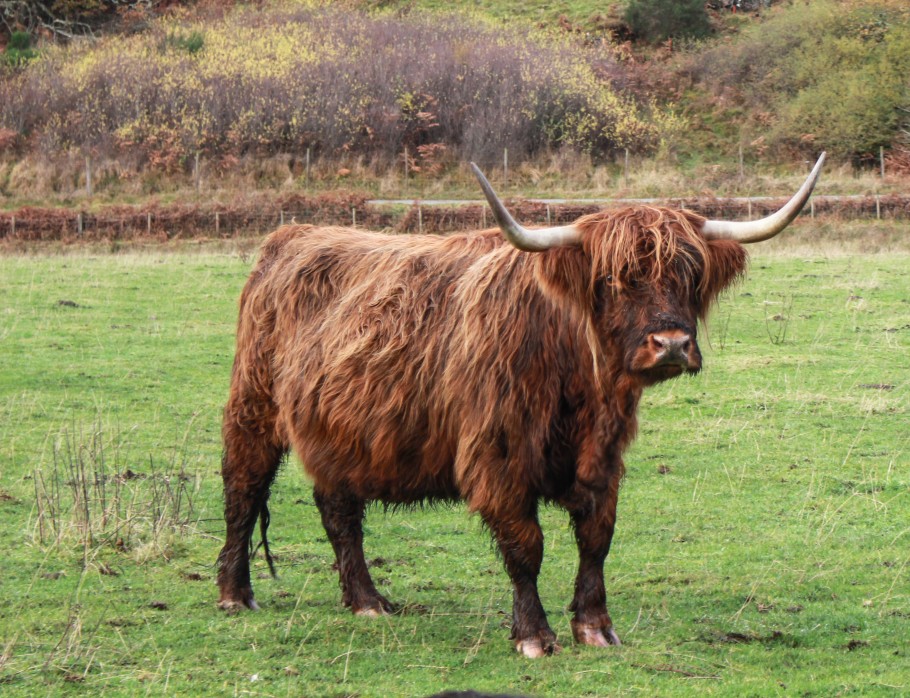 voir vache ecosse