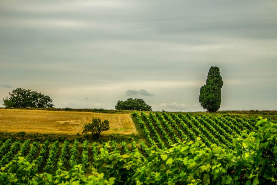 tarn vignoble