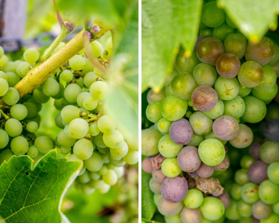 vignoble gaillac