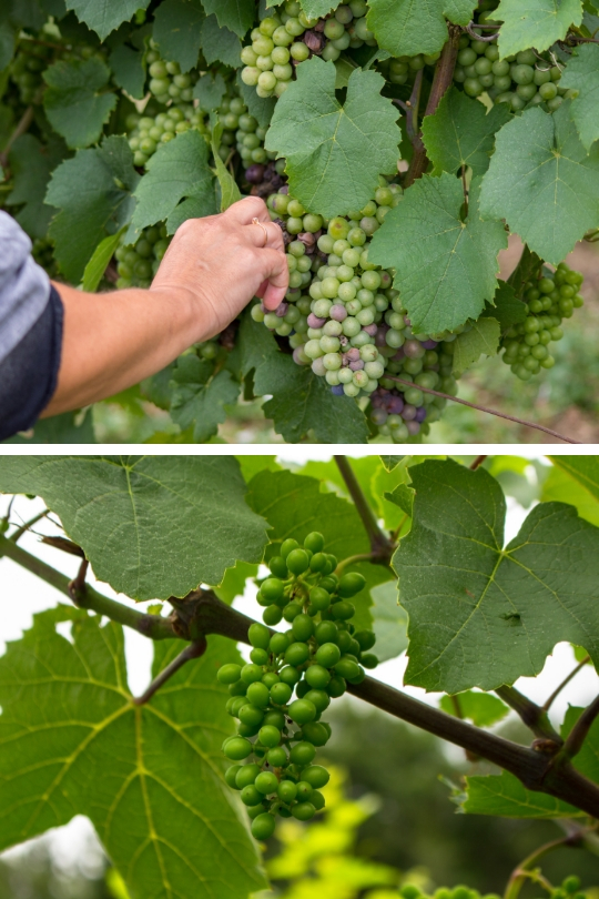 mas des combes vignes