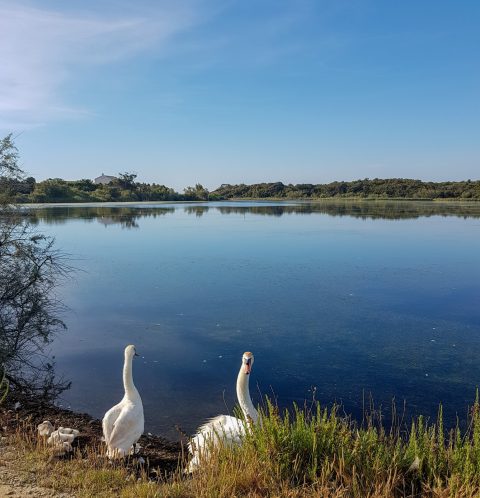 étang camping corse