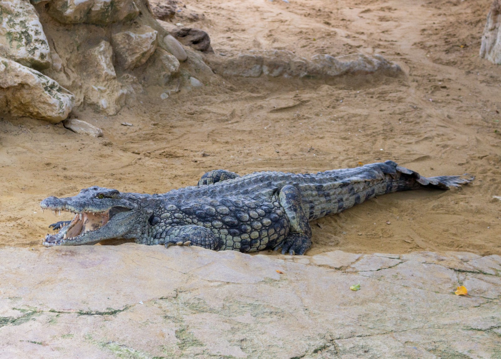 famille ferme aux crocodiles