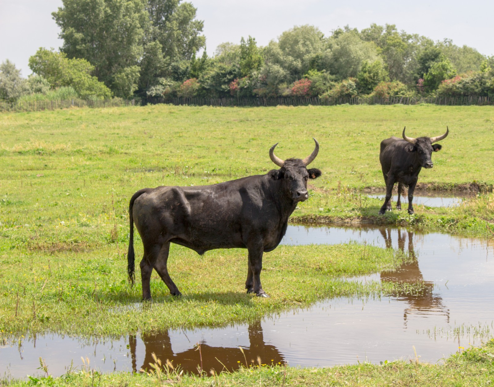 taureaux de camargue