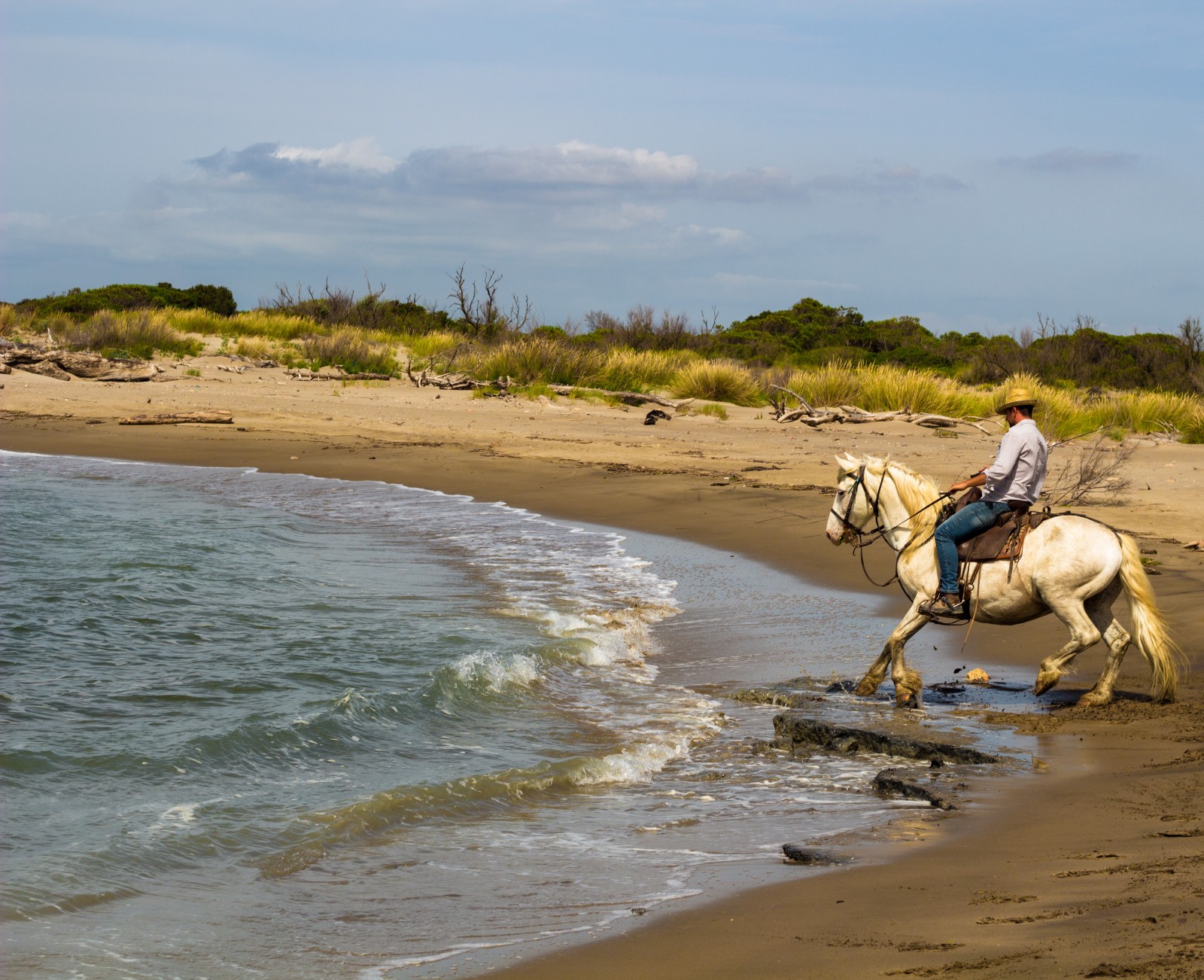 cheval de Camargue