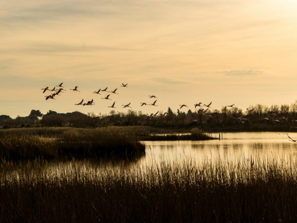 La Camargue, une passion douce-amère