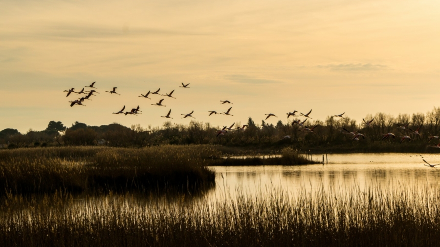 ôde à la camargue