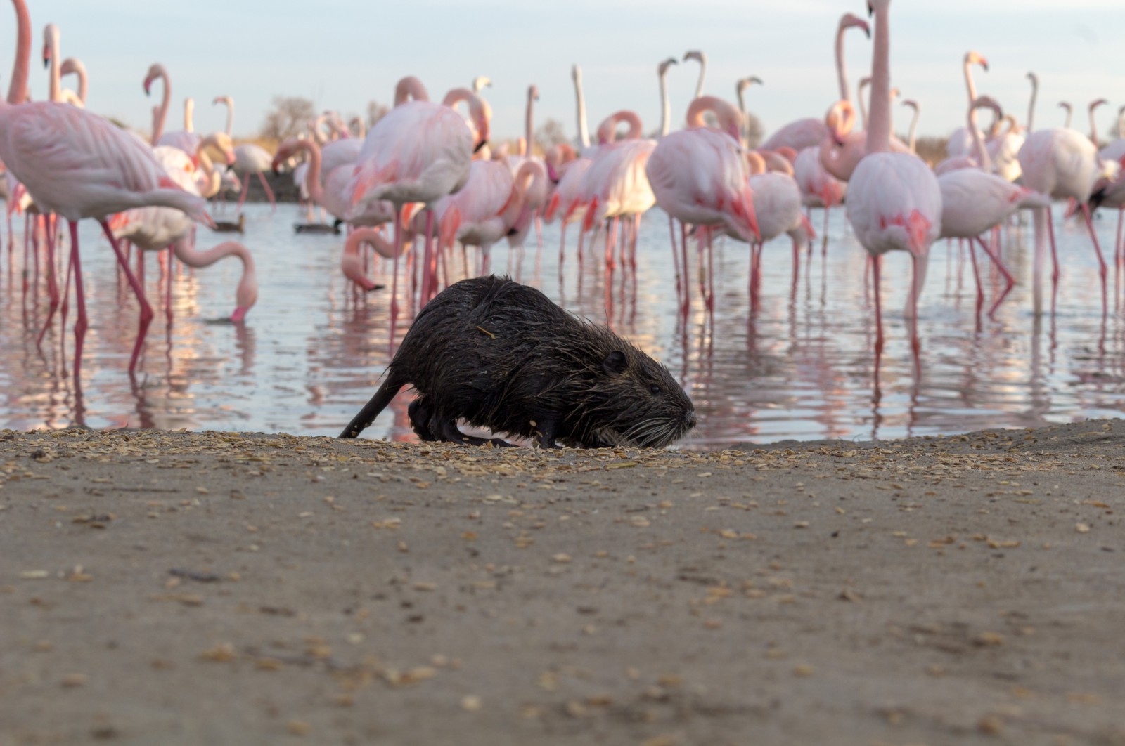 flamants roses camargue