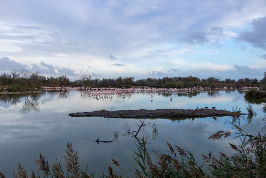 flamants roses camargue