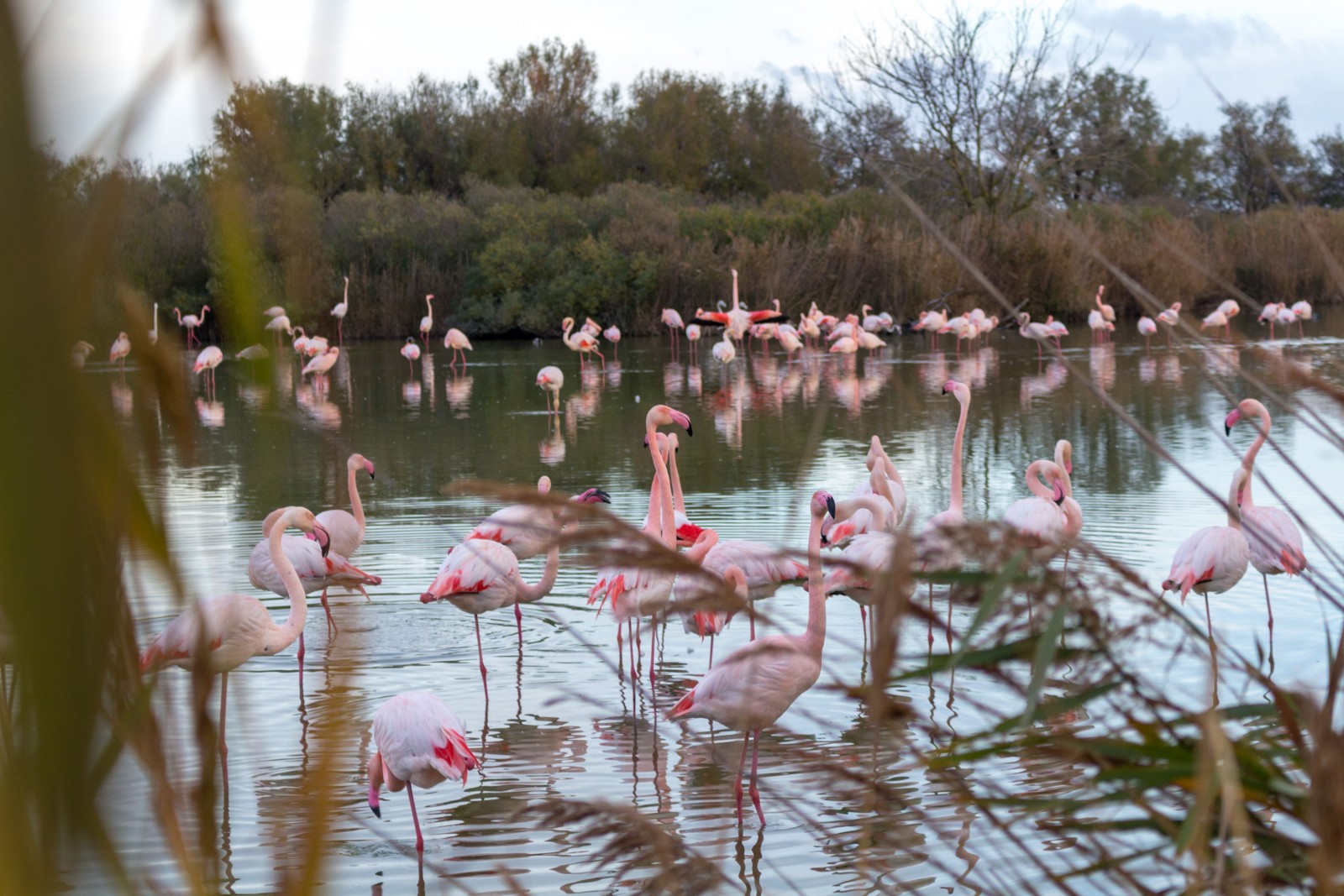 flamants roses camargue