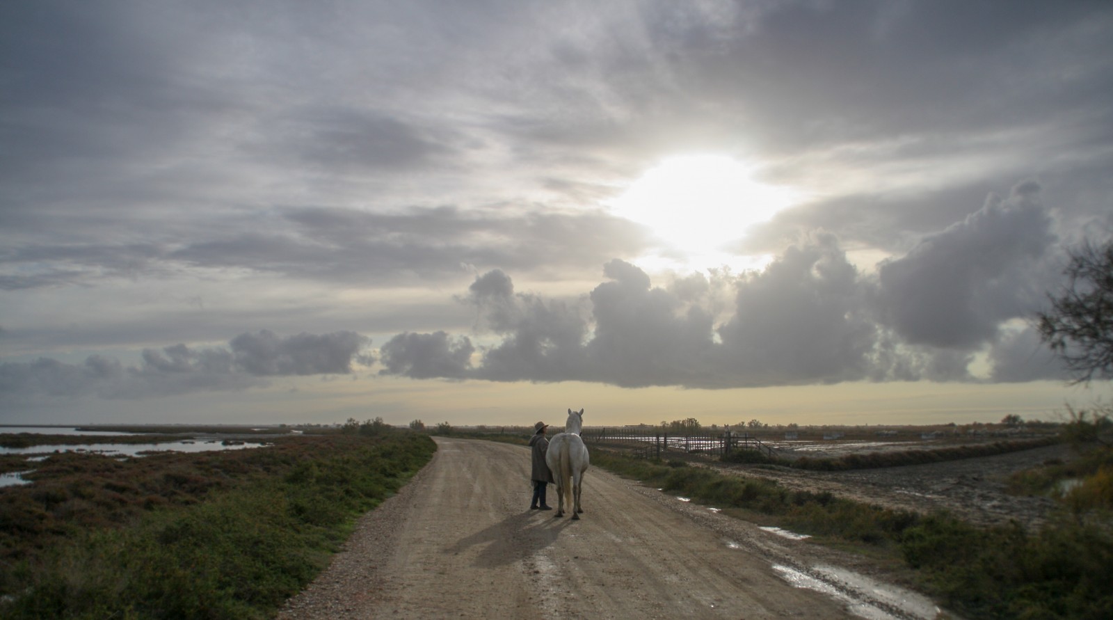 cheval camargue photo