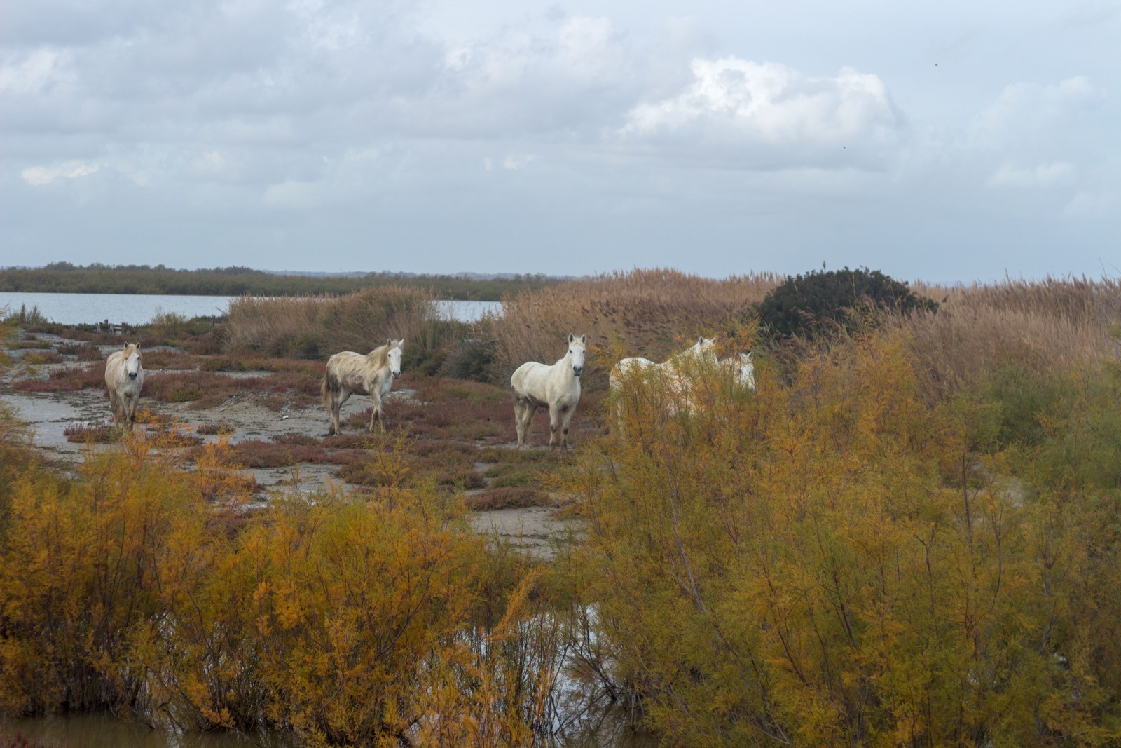 chevaux hotel cacharel