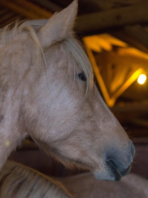 chevaux cacharel