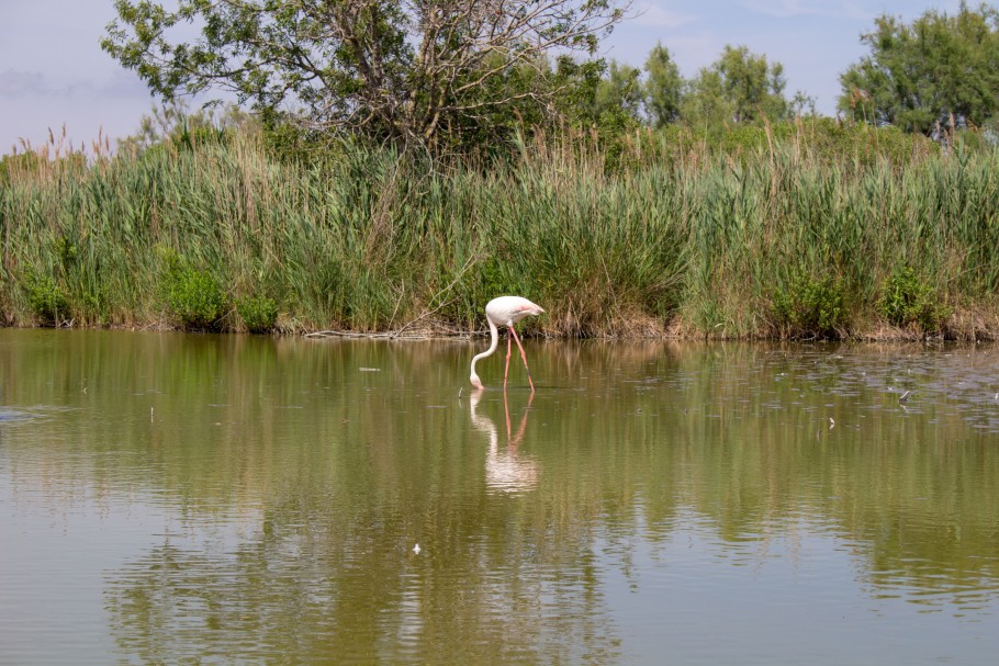 quand visiter le parc ornithologique du Pont de Gau ?