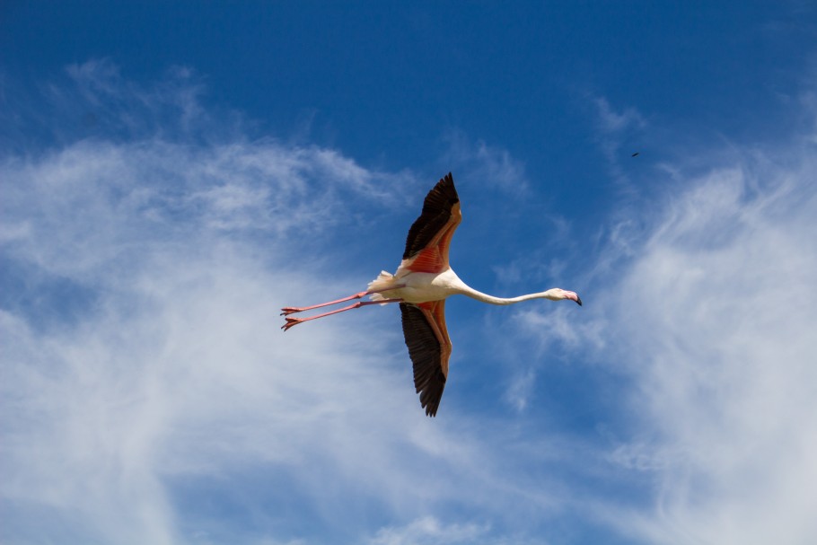 quand visiter le parc ornithologique du Pont de Gau ?