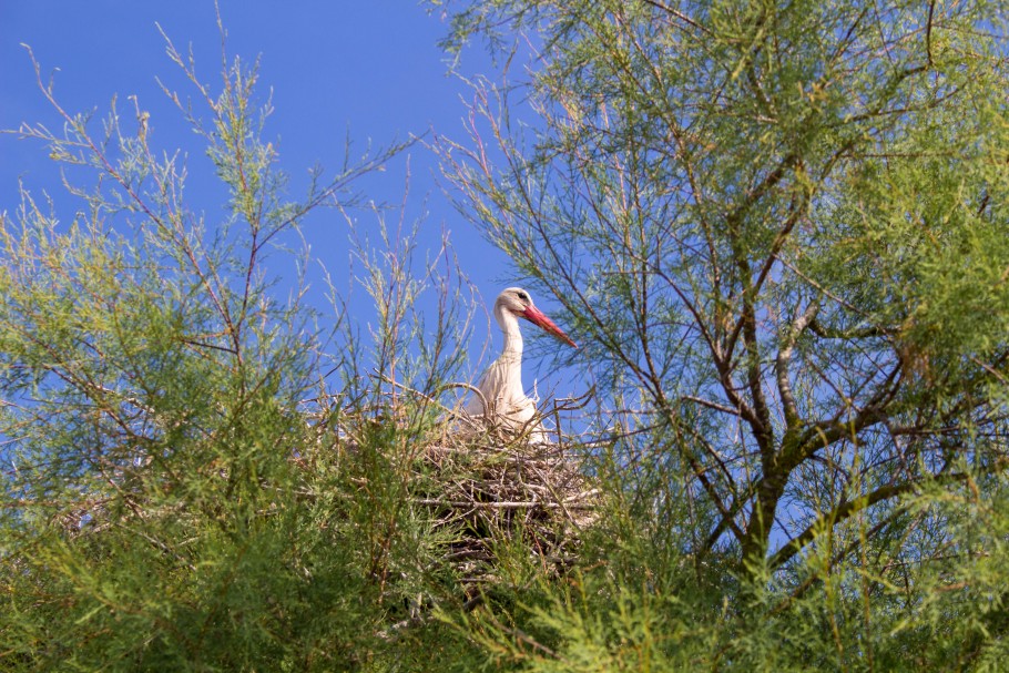 quand visiter le parc ornithologique du Pont de Gau ?