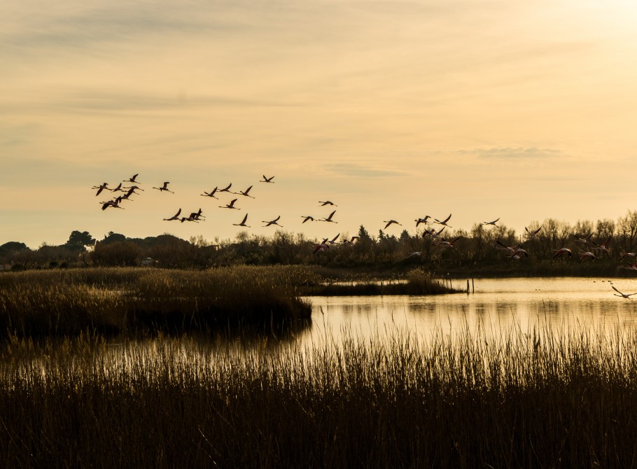 quand visiter le parc ornithologique du Pont de Gau ?