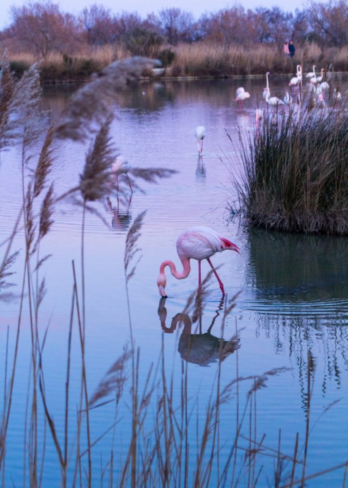 quand visiter le parc ornithologique du Pont de Gau ?