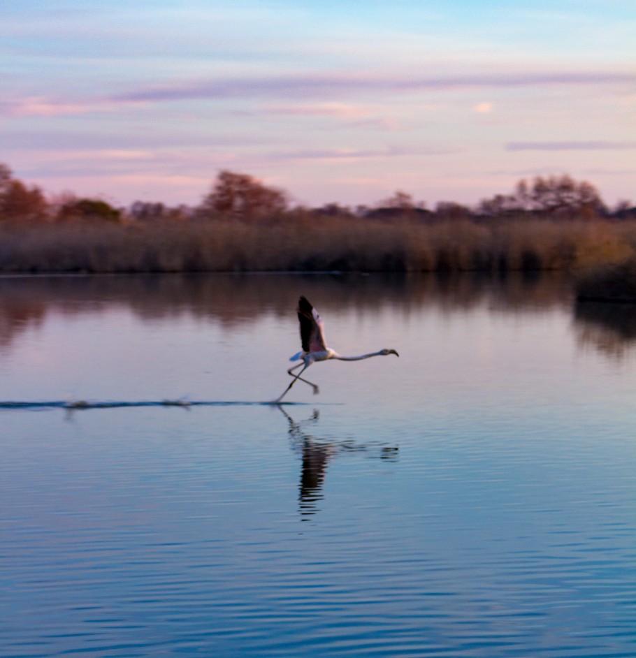 quand visiter le parc ornithologique du Pont de Gau ?