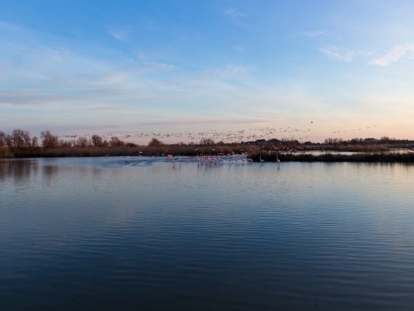 Quand aller au parc ornithologique du Pont de Gau ?