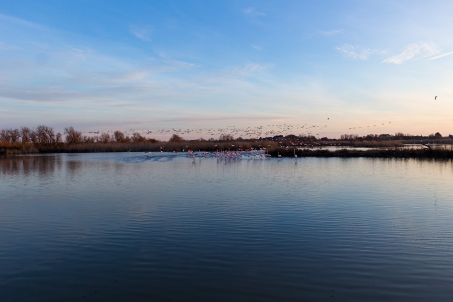Quand aller au parc ornithologique du Pont de Gau ?