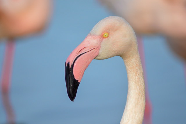 quand visiter le parc ornitologique du pont de gau ?